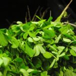 fenugreek