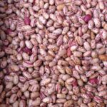 romano_beans