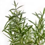 rosemary