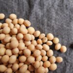 soybean